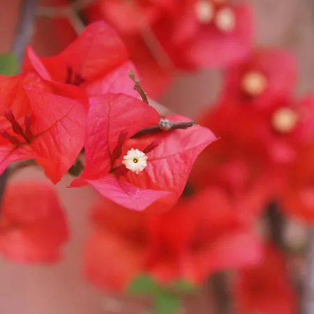 Franziska's Place Apartment Cannero Riviera